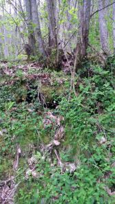 Montepulico: squarcio sotto le radici