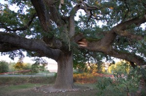 La Quercia delle Checche